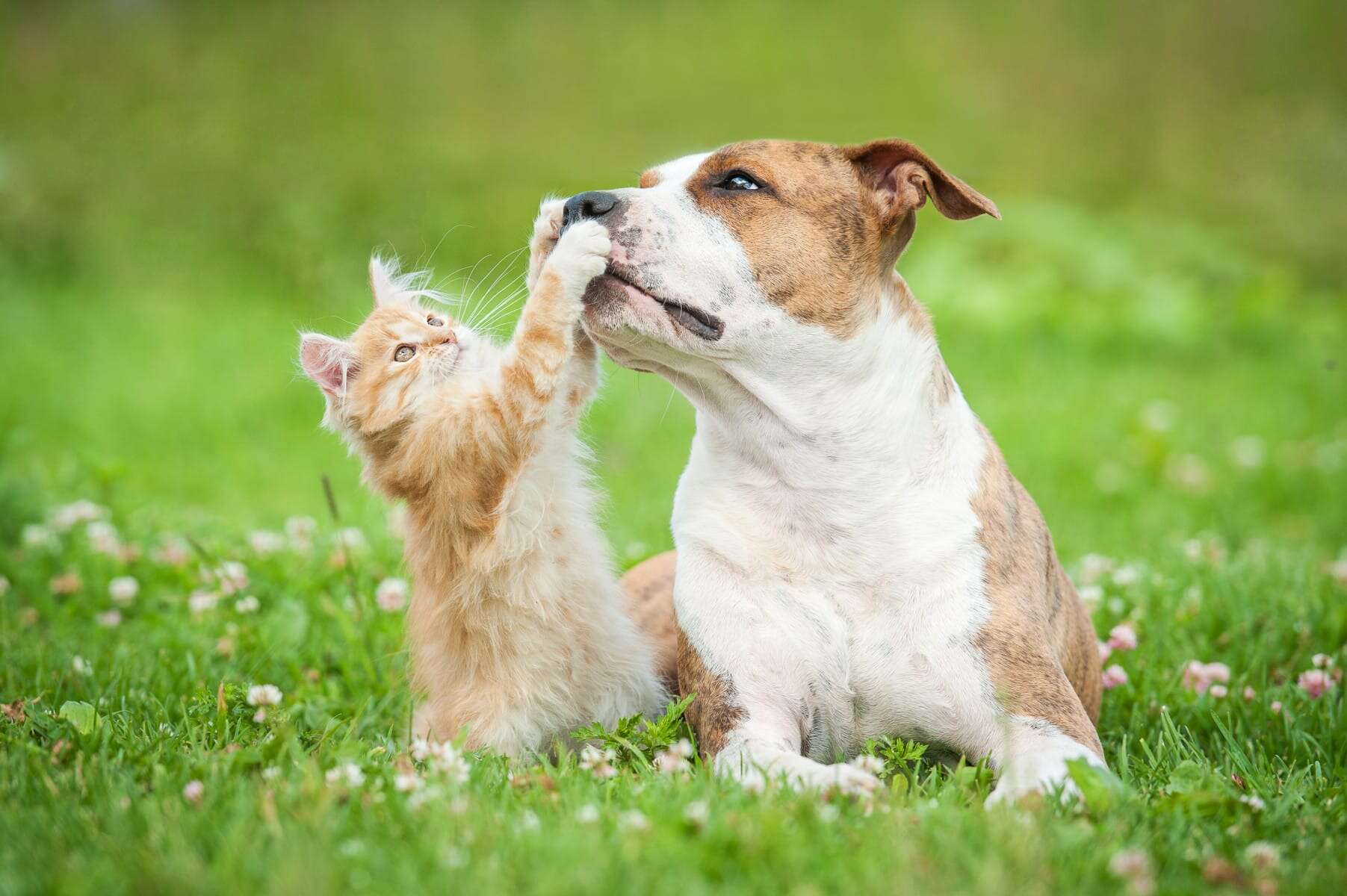 Jeux-Concours Emprunte Mon Toutou : Tentez de Gagner 500 € de Croquettes Purina !