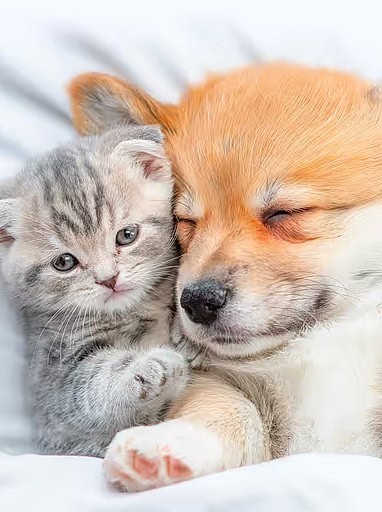 Concours de Photos pour Chiens et Chats : 15 000 € à Gagner Chaque Mois !